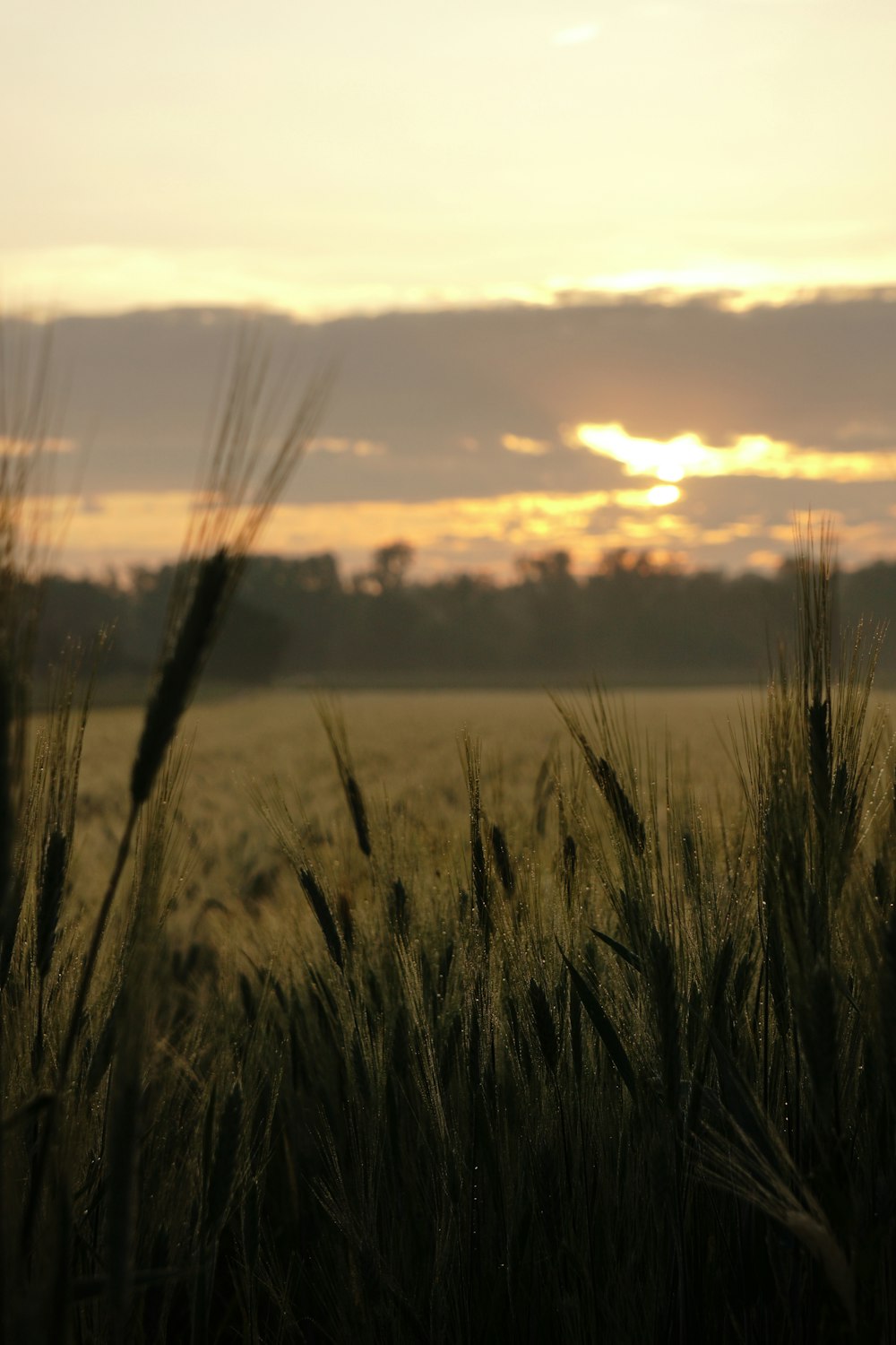 green grass