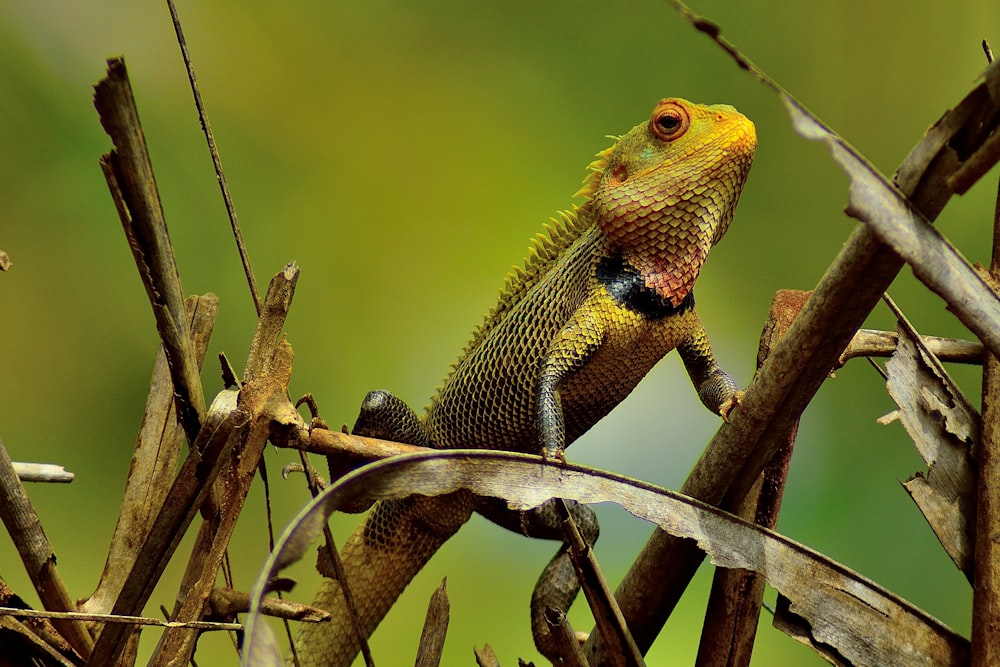 shallow focus photo of green chameleon