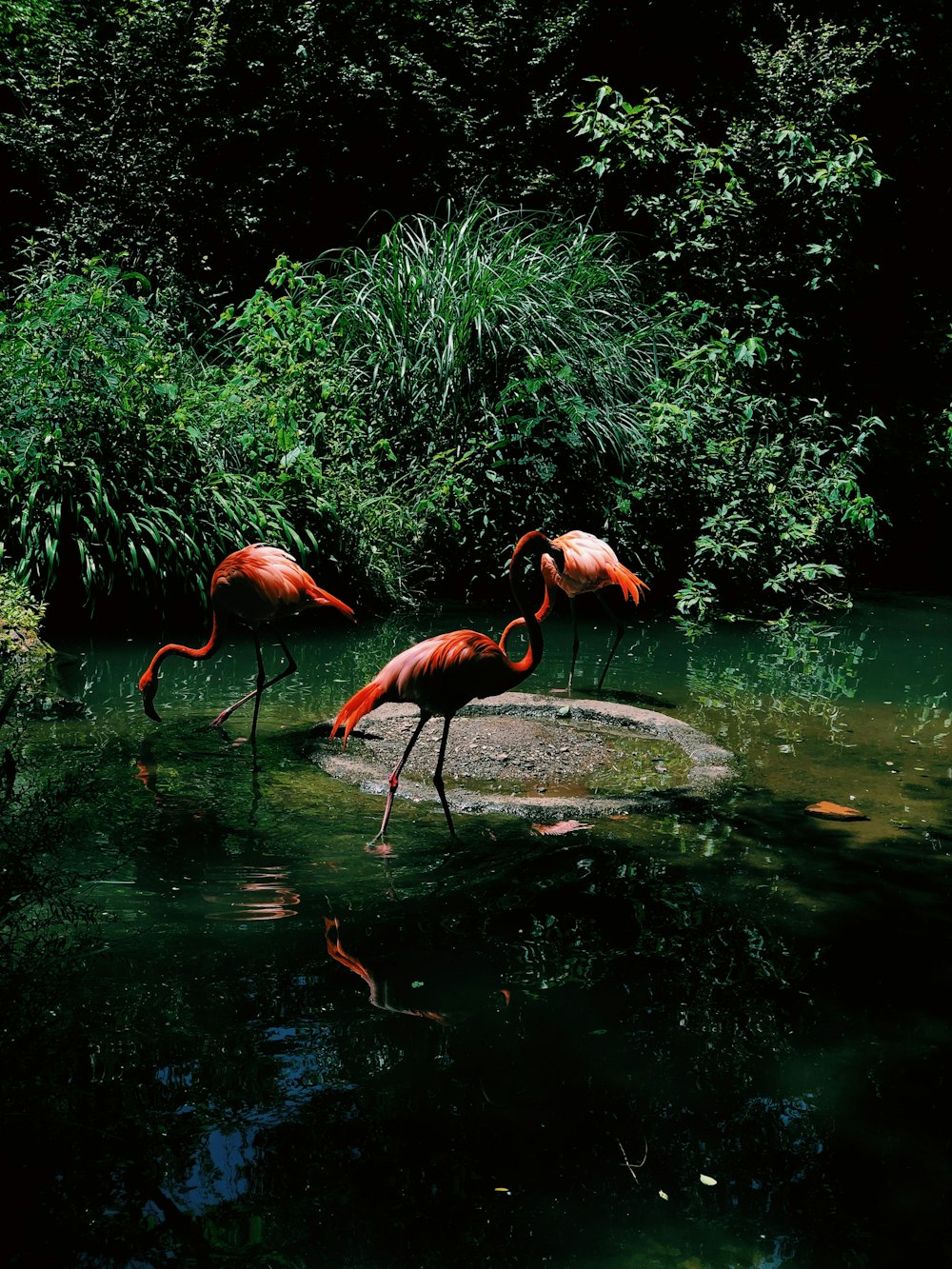 pink flamingo on body of water