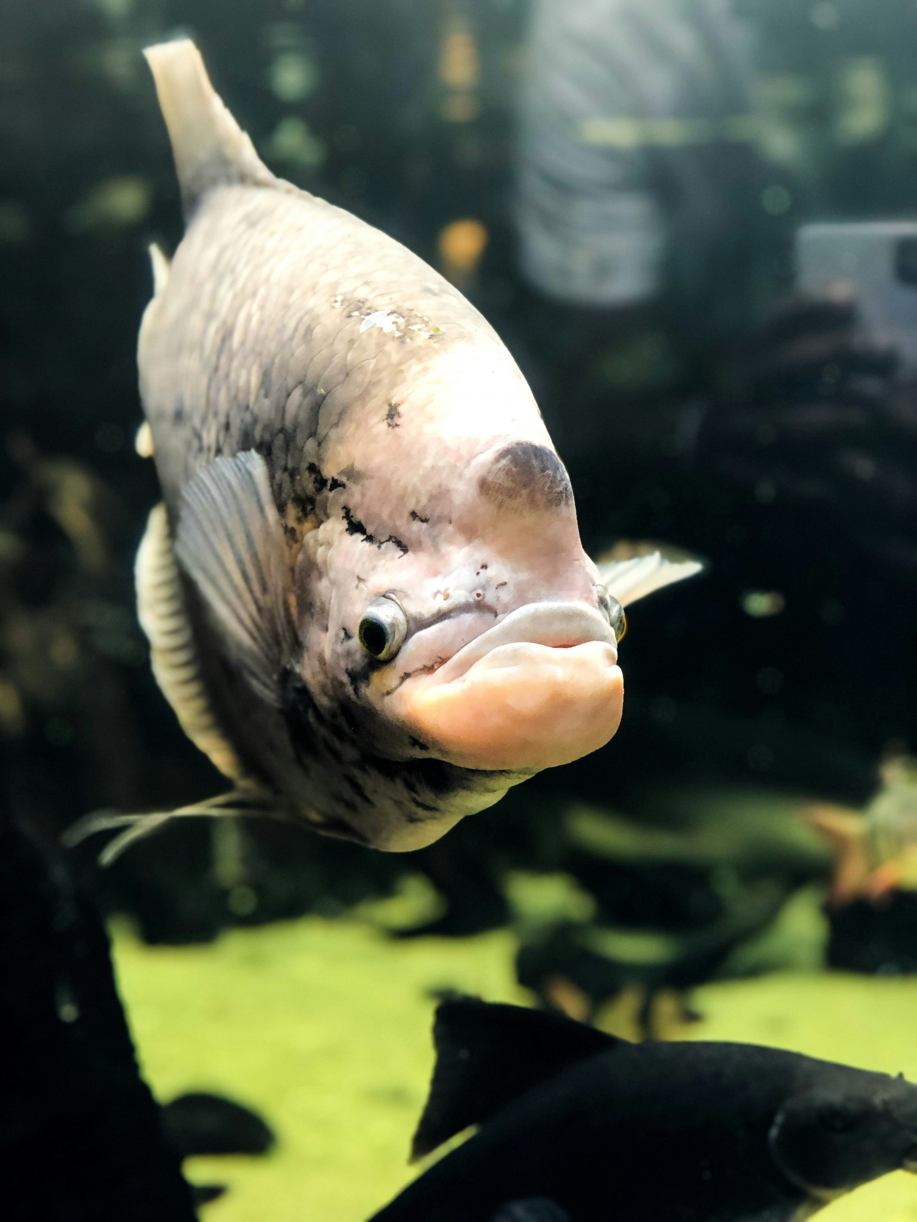 foto fokus dangkal ikan putih dan hitam