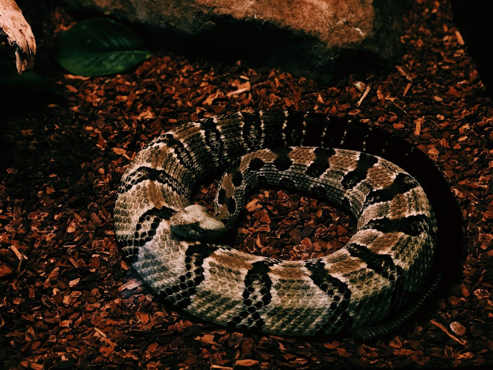 brown and black python photo