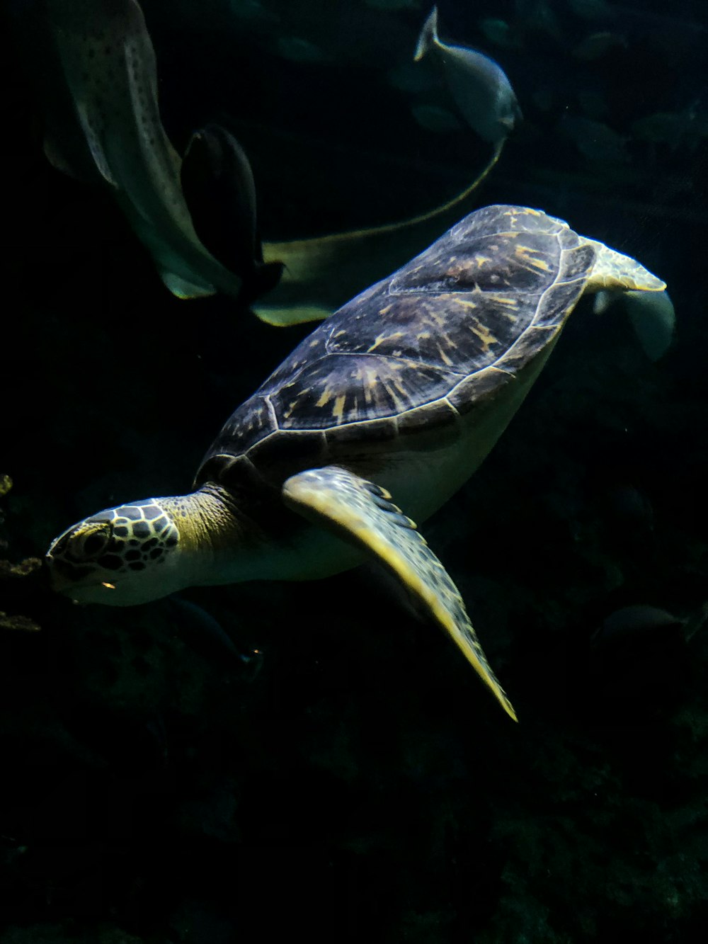 brown sea turtle