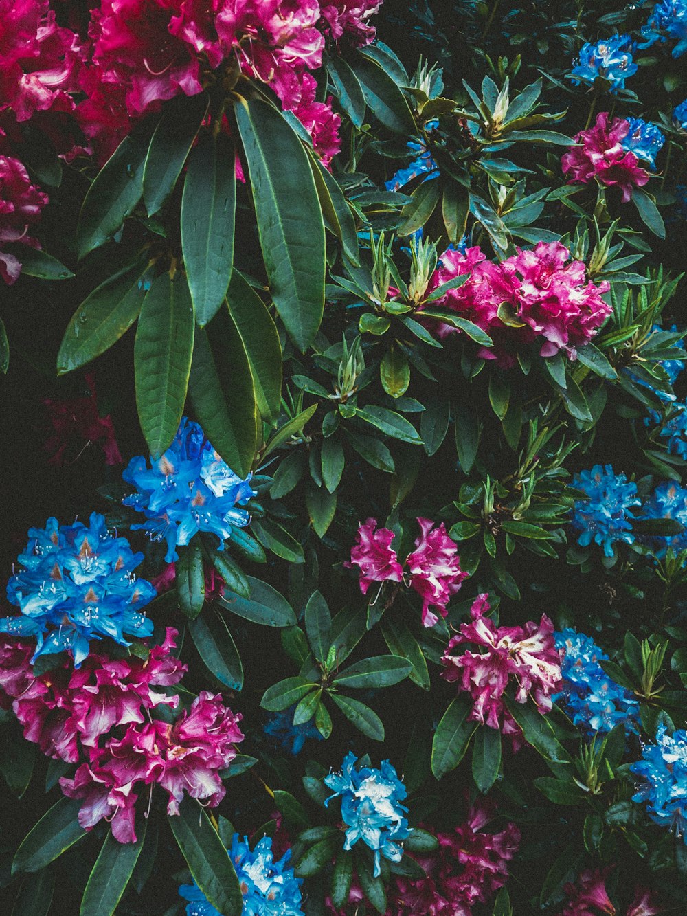 pink petaled flower