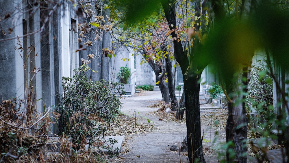 green trees during daytime