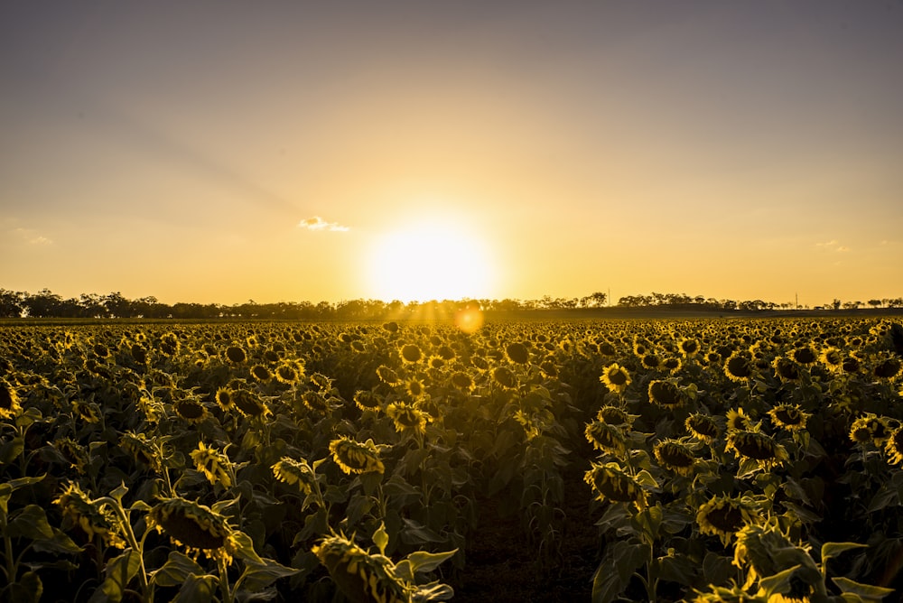 bed of sunflowers