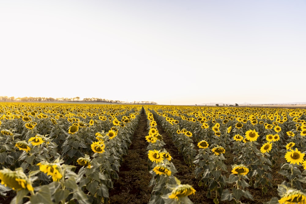 bed of sunflowers