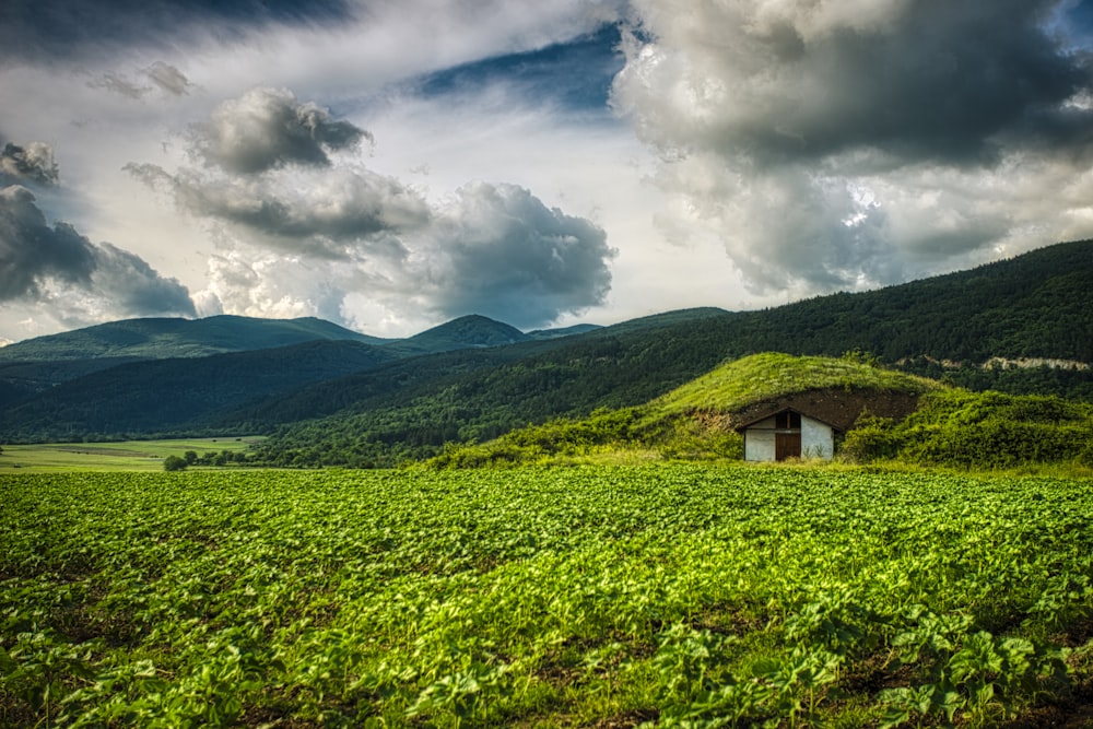 landscape photo of a green field and white house