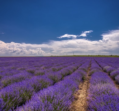 lavender field during daytime