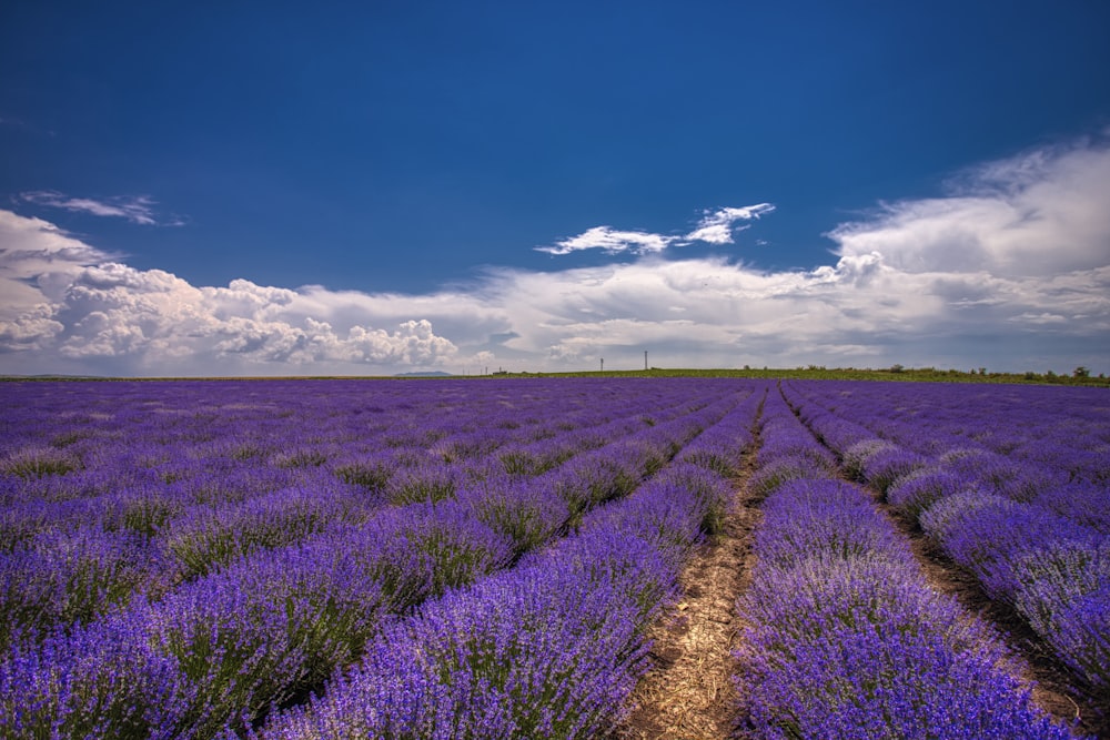 Campo de lavanda durante o dia