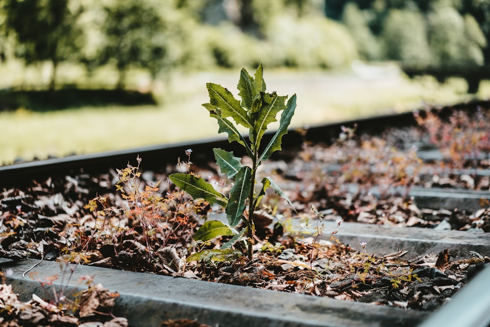 plant in train rail