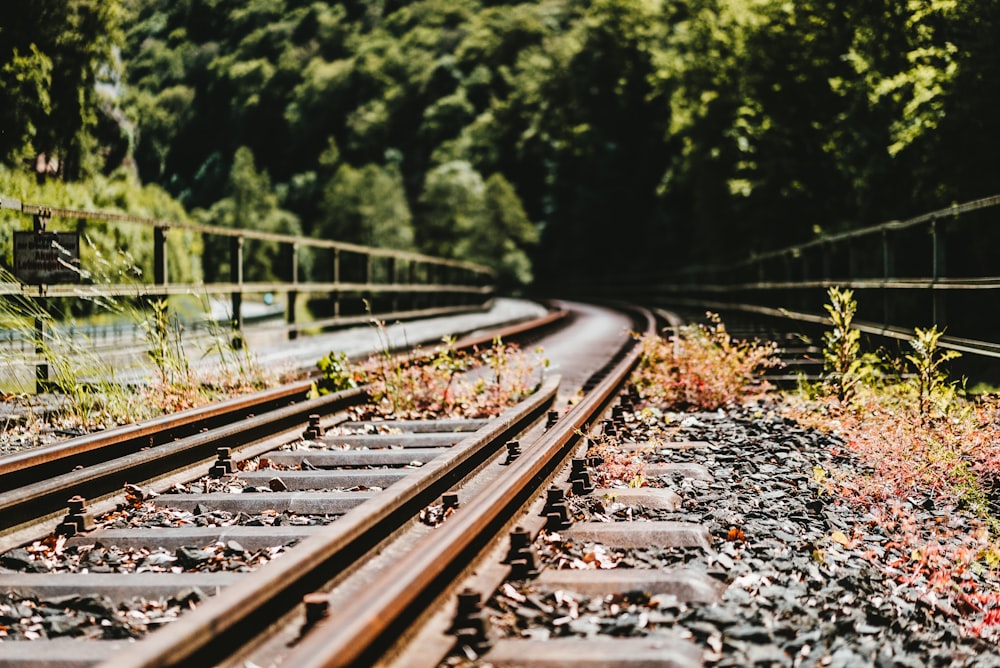 shallow focus photo of plants near train rail