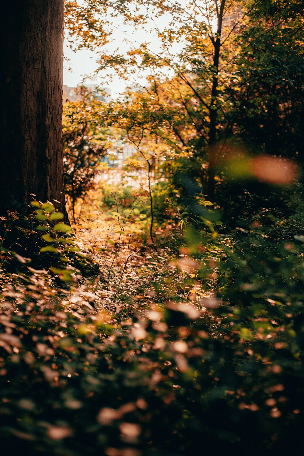 forest during daytime