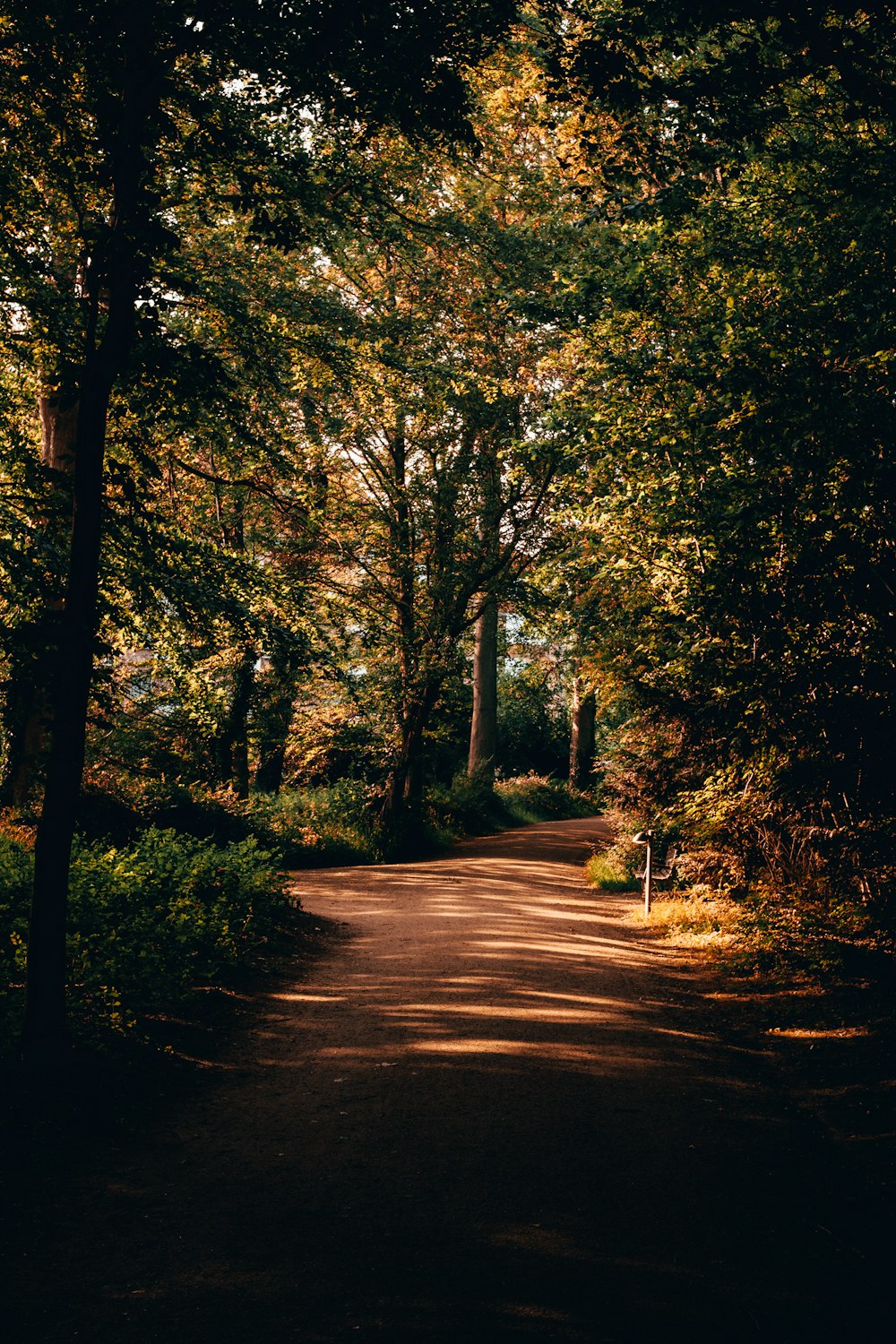 dirt road between trees