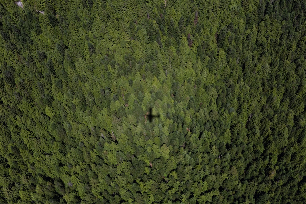 top view of a green forest