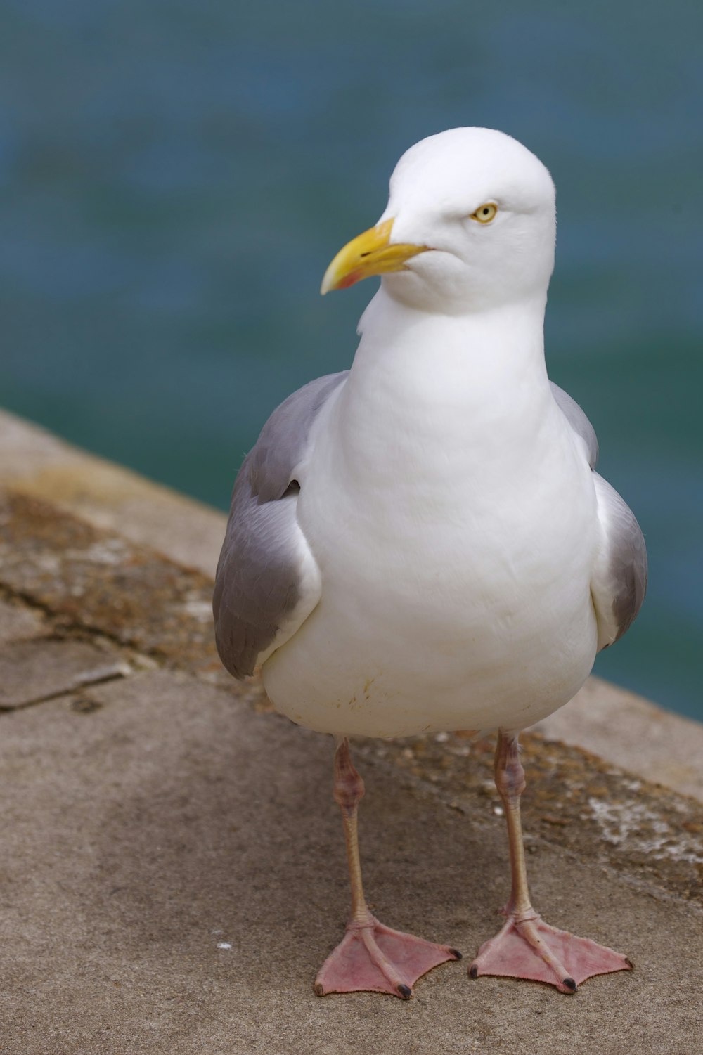 white and gray seagull near body of water