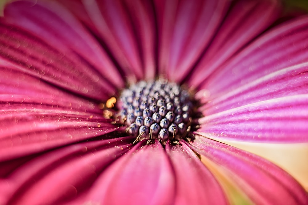 red-petaled flower