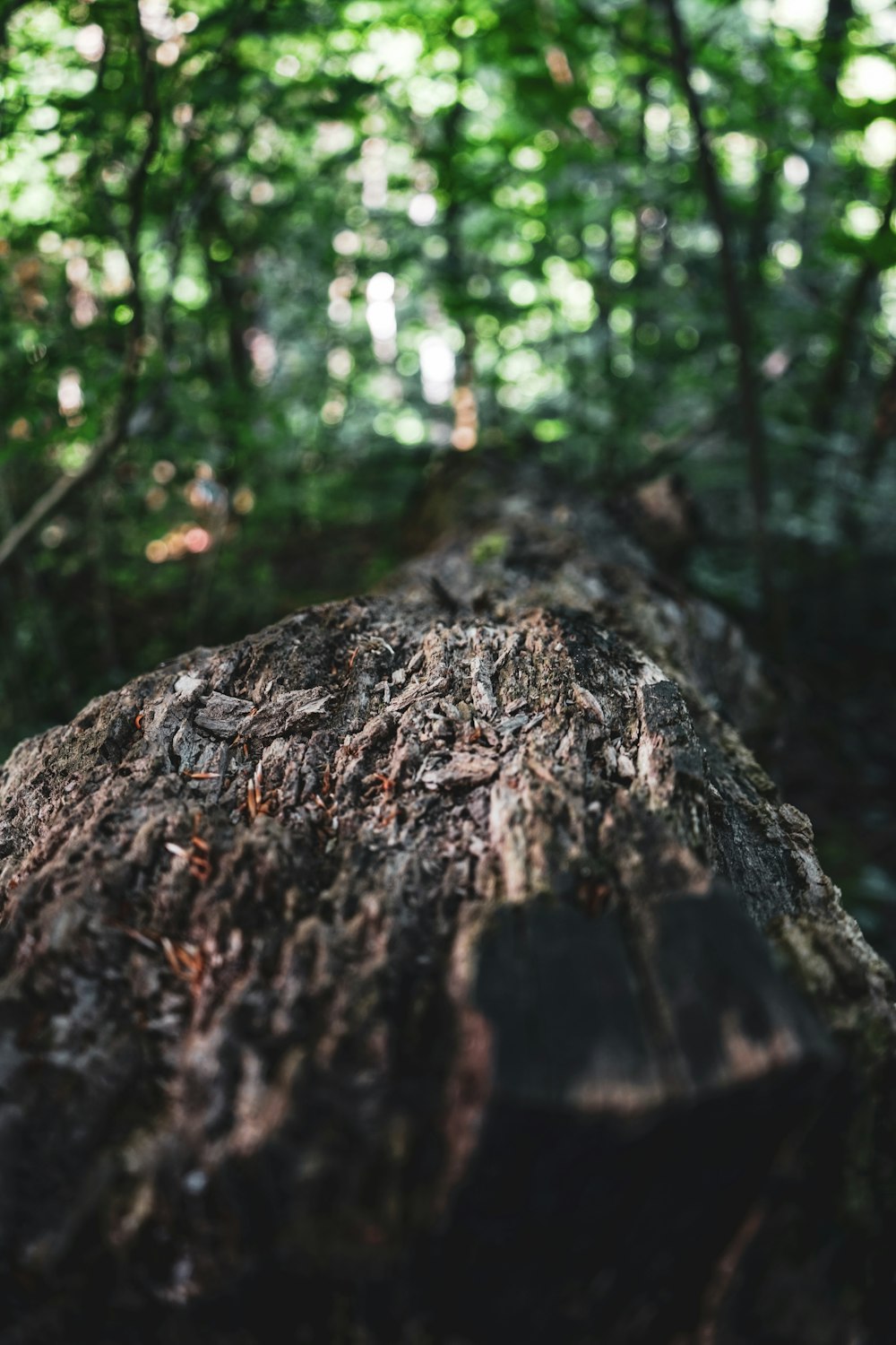 a close up of a tree trunk in a forest