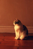 A serene Maine Coon queen lounging on a dark wooden floor with soft golden accents around.