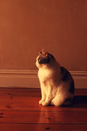A serene Maine Coon queen lounging on a dark wooden floor with soft golden accents around.