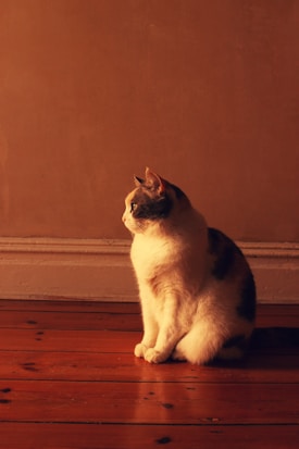 A cat sits gracefully on a polished wooden floor, bathed in warm light from the side. The smooth wall behind adds to the simplicity of the setting.