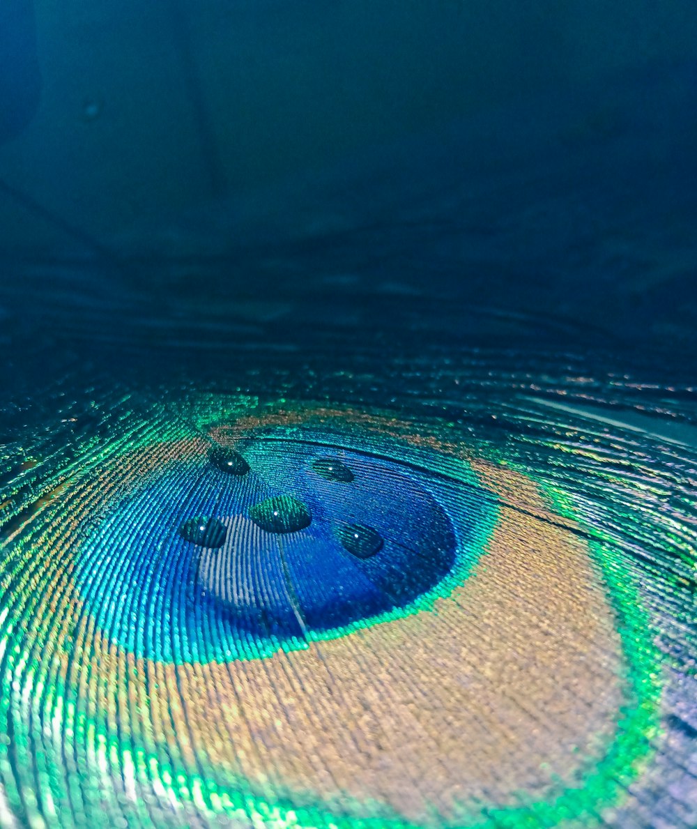photo of a peacock feather