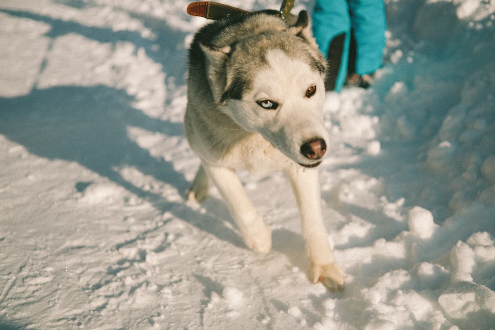 雪の上を歩くシベリアンハスキー