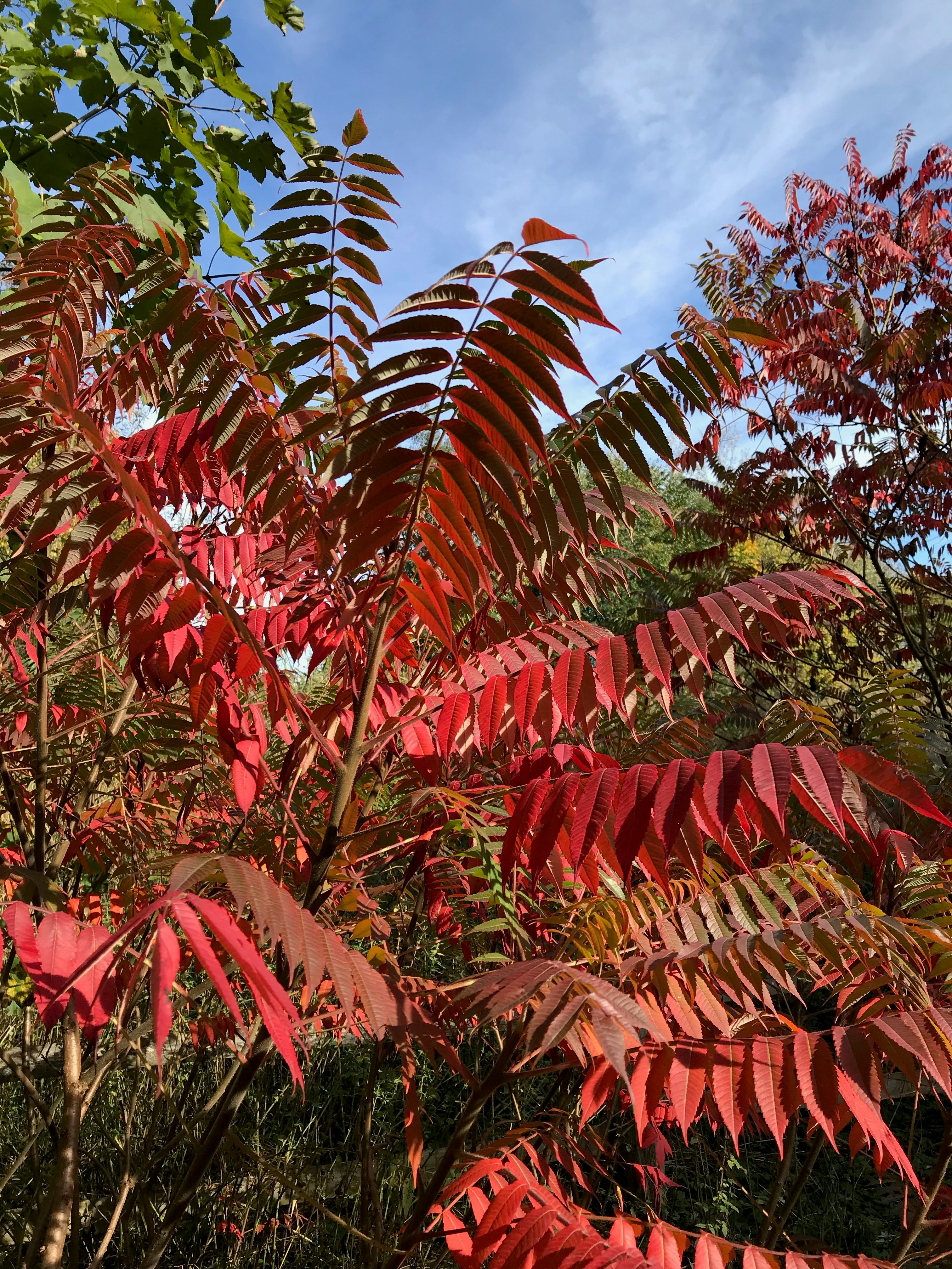 red-leafed plant during daytime