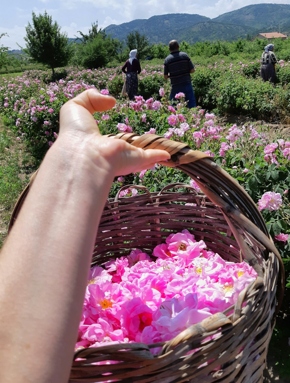 person holding basket of pink flowers