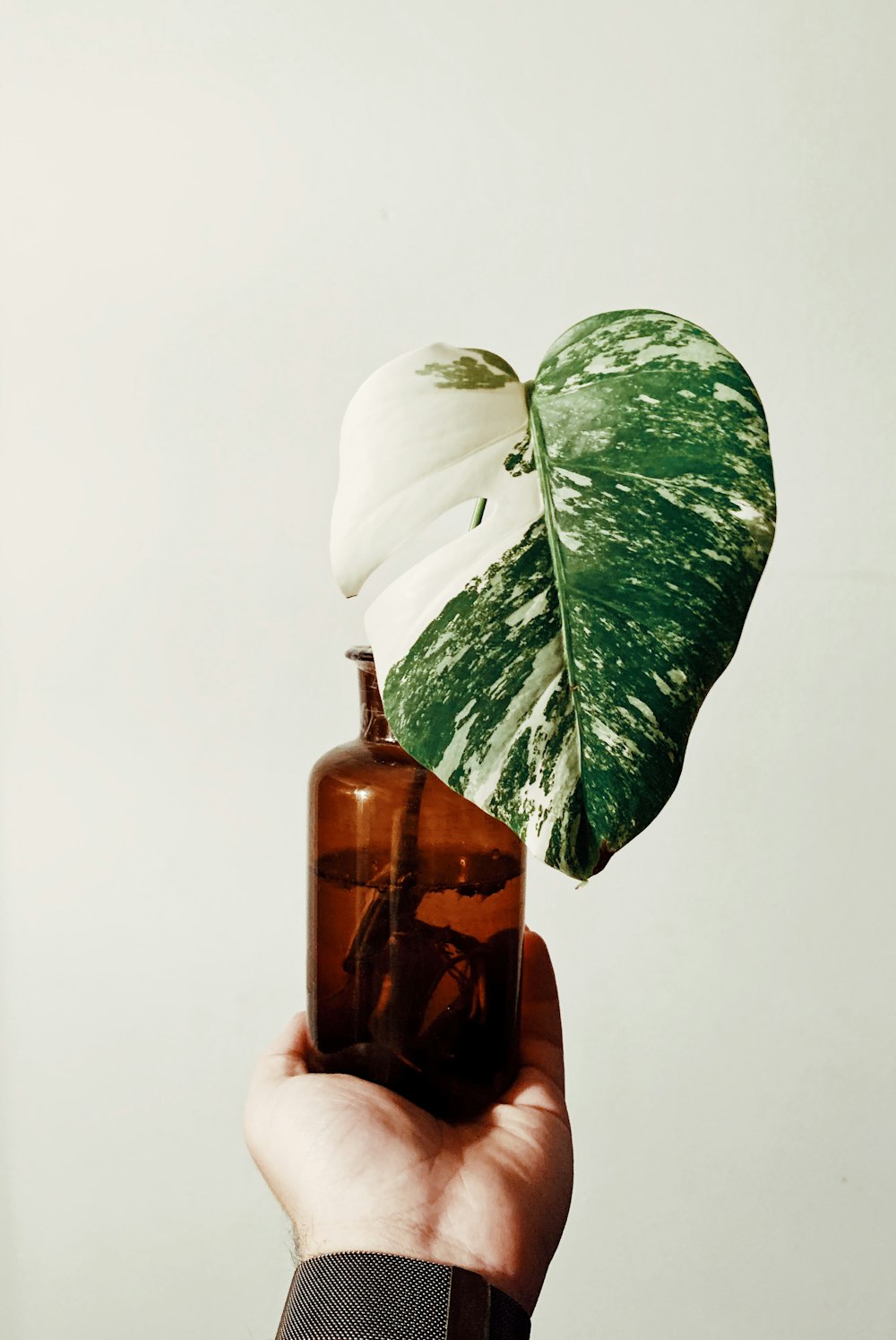 plante à feuilles vertes et blanches dans une bouteille en verre ambré