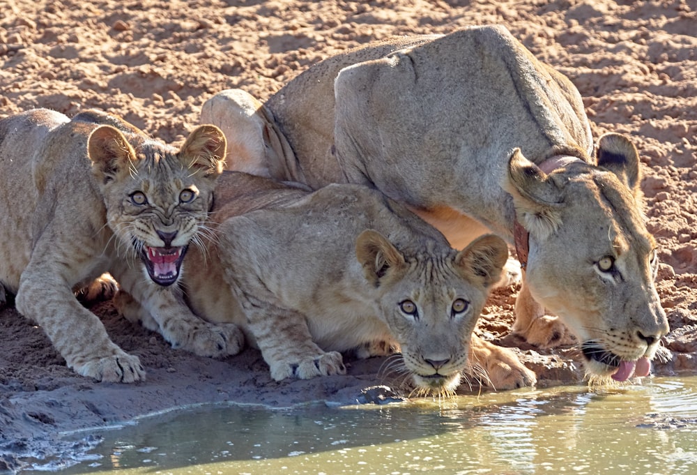 brown cougars drinking from stream