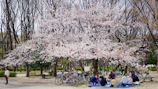Parents and kids enjoying a picnic under blooming cherry blossom trees