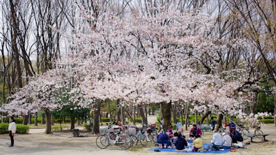 Parents and kids enjoying a picnic under blooming cherry blossom trees