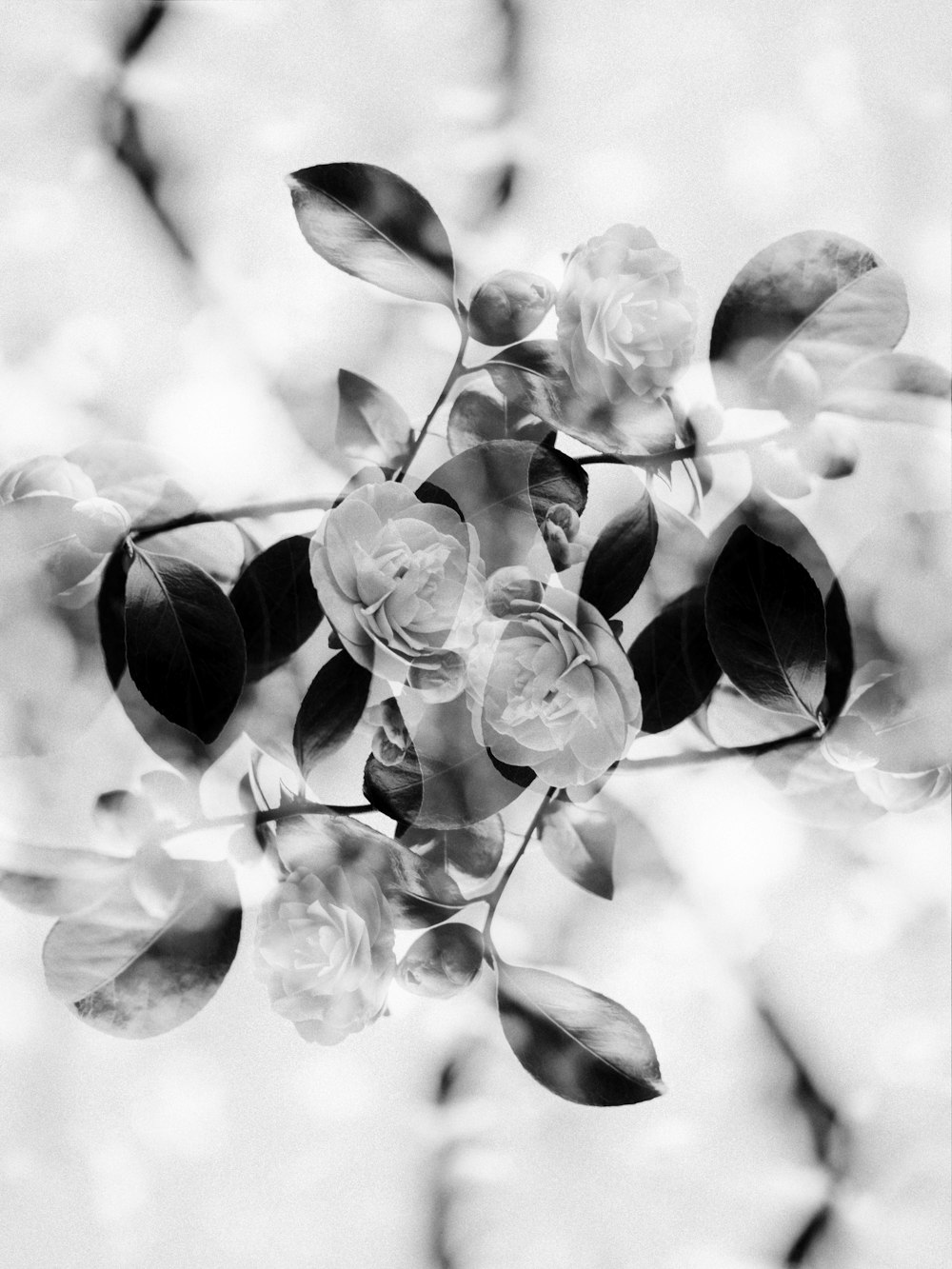 a black and white photo of a bunch of flowers