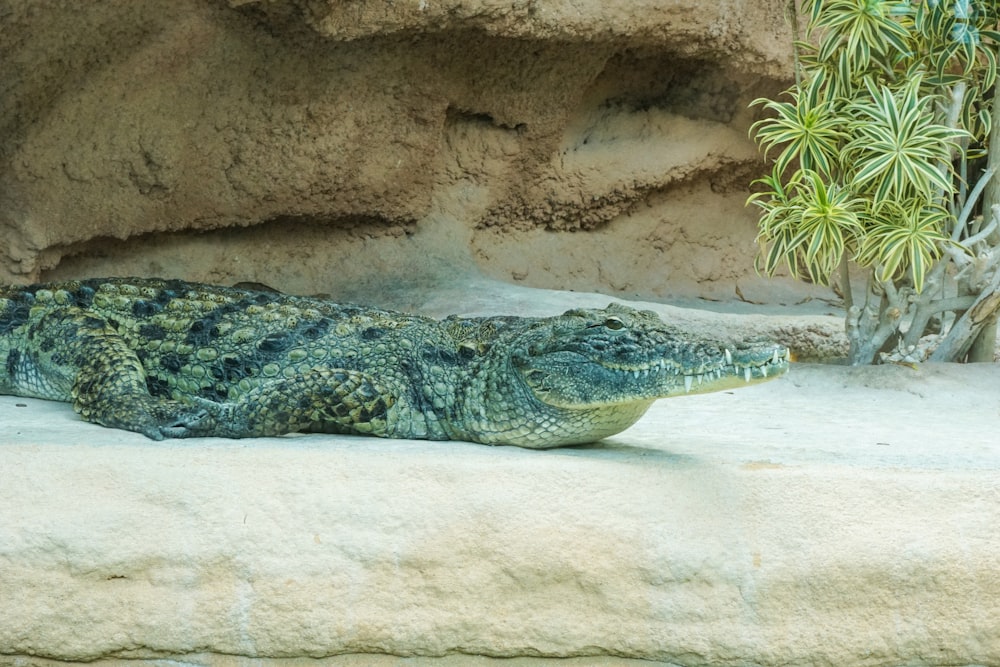 green crocodile