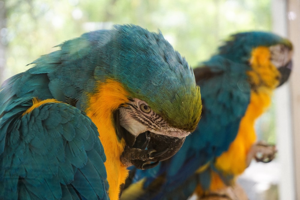 green macaw