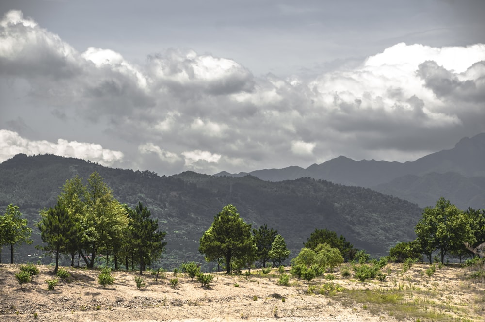 foto da paisagem das árvores nas montanhas sob o céu nublado durante o dia