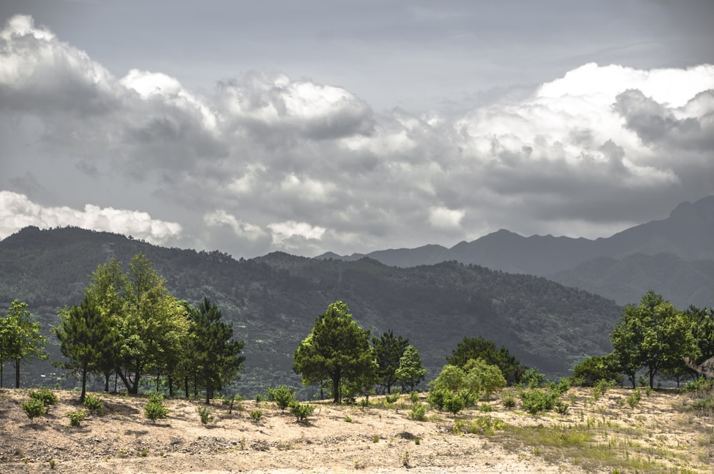 landscape photo of trees on mountains under cloudy sky during daytime