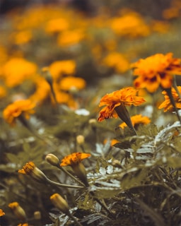 A serene close-up of blooming marigold flowers in soft morning light