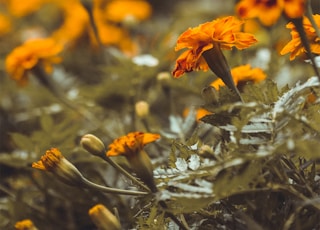 shallow focus photography of green-leafed plant with yellow flowers