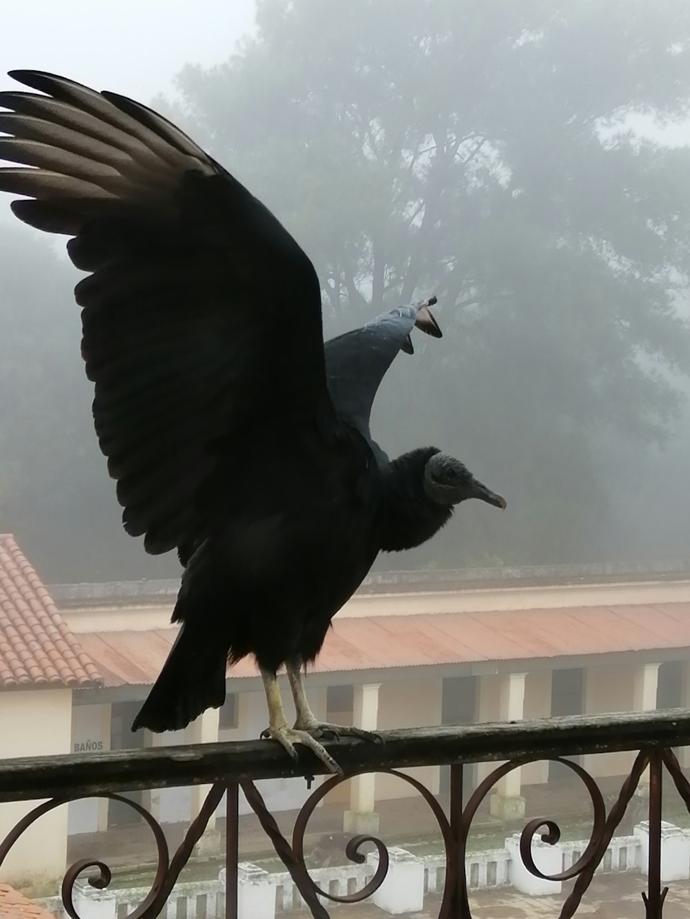 black bird on fence