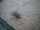 A large insect with black and blue colors is positioned on a textured surface that resembles a concrete or brick tile. The insect has long legs and visible antennae, with surrounding areas showing small plants or vegetation between gaps in the tile.