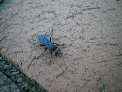 A large insect with black and blue colors is positioned on a textured surface that resembles a concrete or brick tile. The insect has long legs and visible antennae, with surrounding areas showing small plants or vegetation between gaps in the tile.