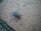 A large insect with black and blue colors is positioned on a textured surface that resembles a concrete or brick tile. The insect has long legs and visible antennae, with surrounding areas showing small plants or vegetation between gaps in the tile.