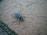 A large insect with black and blue colors is positioned on a textured surface that resembles a concrete or brick tile. The insect has long legs and visible antennae, with surrounding areas showing small plants or vegetation between gaps in the tile.