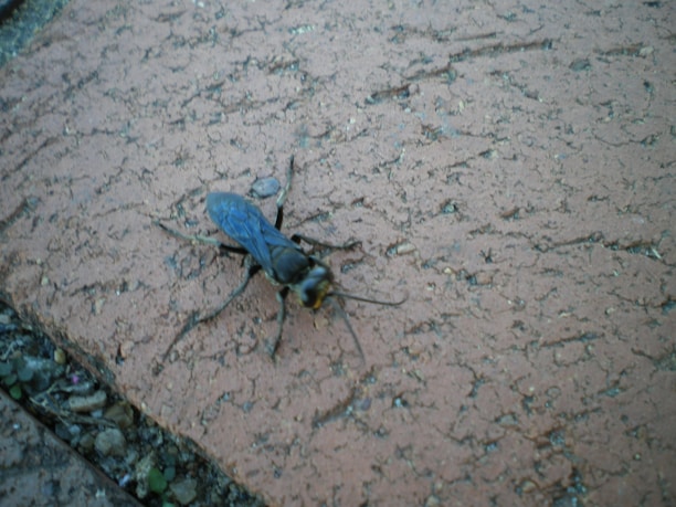 A large insect with black and blue colors is positioned on a textured surface that resembles a concrete or brick tile. The insect has long legs and visible antennae, with surrounding areas showing small plants or vegetation between gaps in the tile.