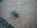 A large insect with black and blue colors is positioned on a textured surface that resembles a concrete or brick tile. The insect has long legs and visible antennae, with surrounding areas showing small plants or vegetation between gaps in the tile.