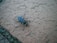 A large insect with black and blue colors is positioned on a textured surface that resembles a concrete or brick tile. The insect has long legs and visible antennae, with surrounding areas showing small plants or vegetation between gaps in the tile.