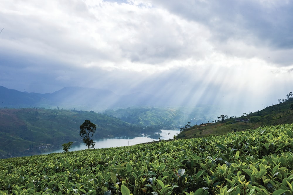 green plant mountain scenery