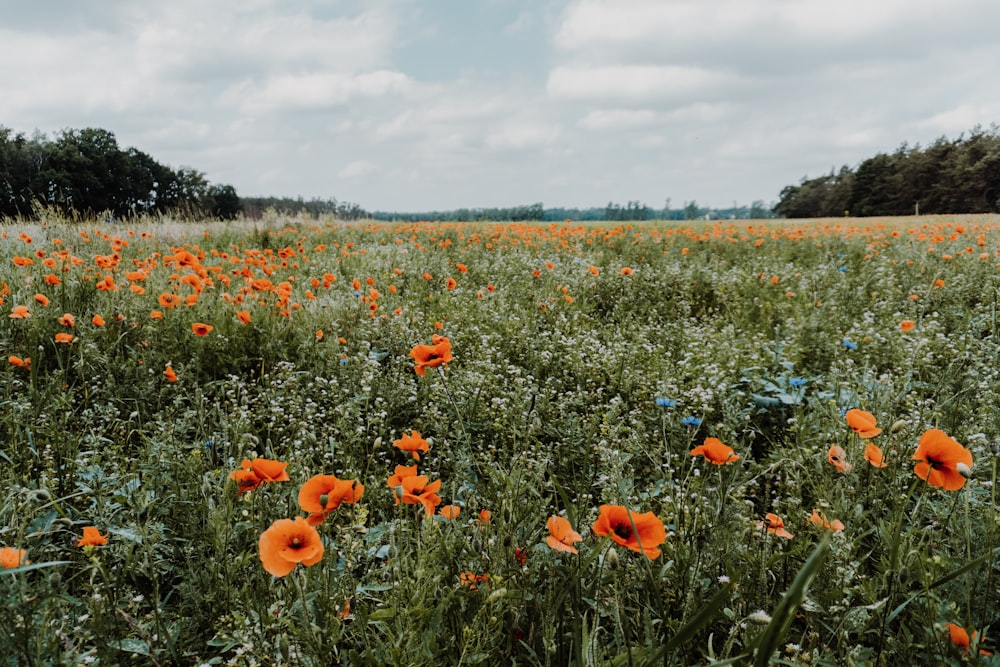 fleur de pavot rouge