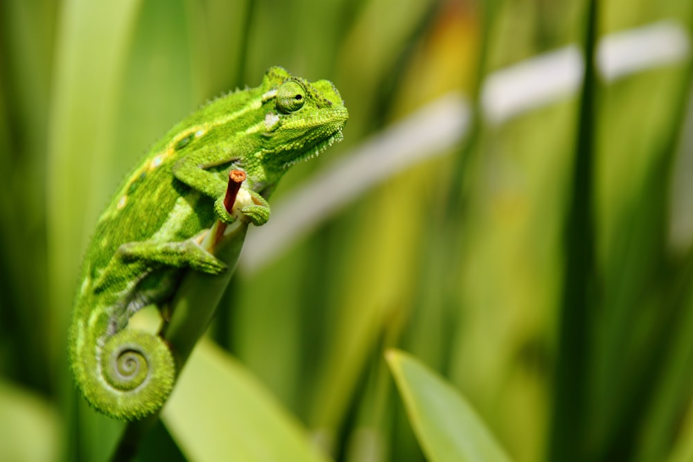 green chameleon